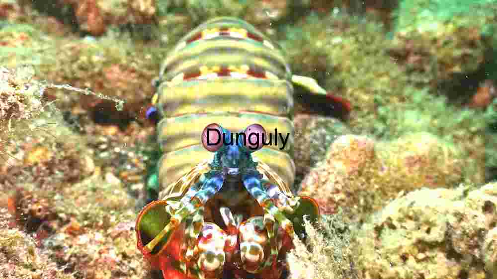 Lobster in its Natural Habitat