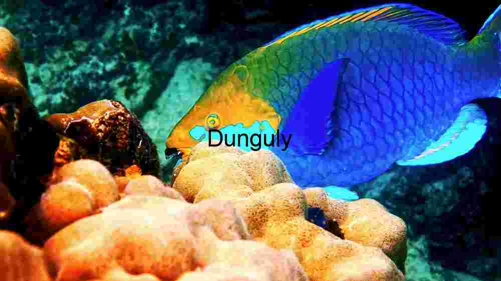 Vibrant Parrotfish in Coral Reef Ecosystem