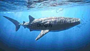 Majestic Whale Shark in the Deep Blue
