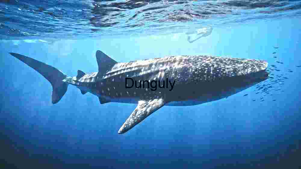 Majestic Whale Shark in the Deep Blue