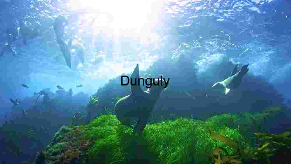 Underwater Serenity: Seals in Their Natural Habitat