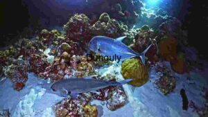 Underwater Majesty: A Glimpse of Fish in Their Coral Habitat