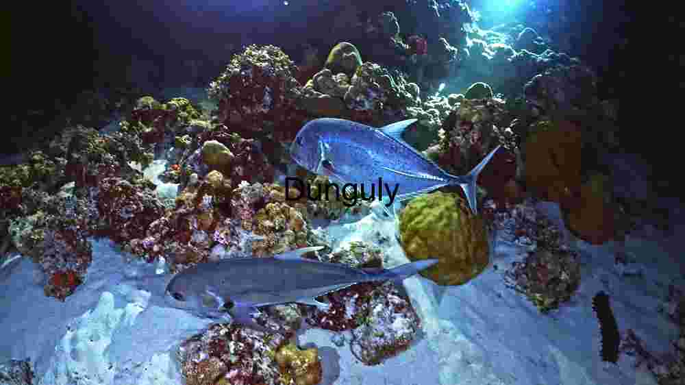 Underwater Majesty: A Glimpse of Fish in Their Coral Habitat