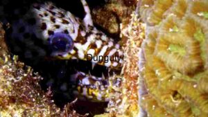 Hidden Wonders of the Deep: A Close-Up Look at Marine Life