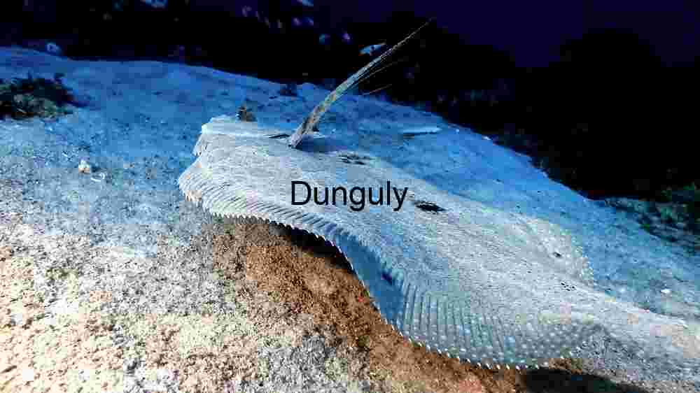 Camouflaged Wonders: The Stealthy Stingray in its Natural Habitat