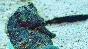 Camouflaged Wonders: The Art of Underwater Mimicry