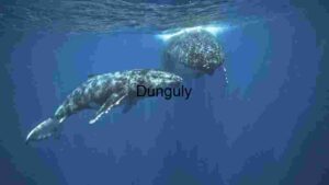 Serene Underwater Ballet of Gentle Giants