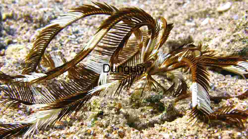 Underwater Elegance: The Feather Star