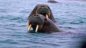 Arctic Giants: A Glimpse of Walruses in the Wild