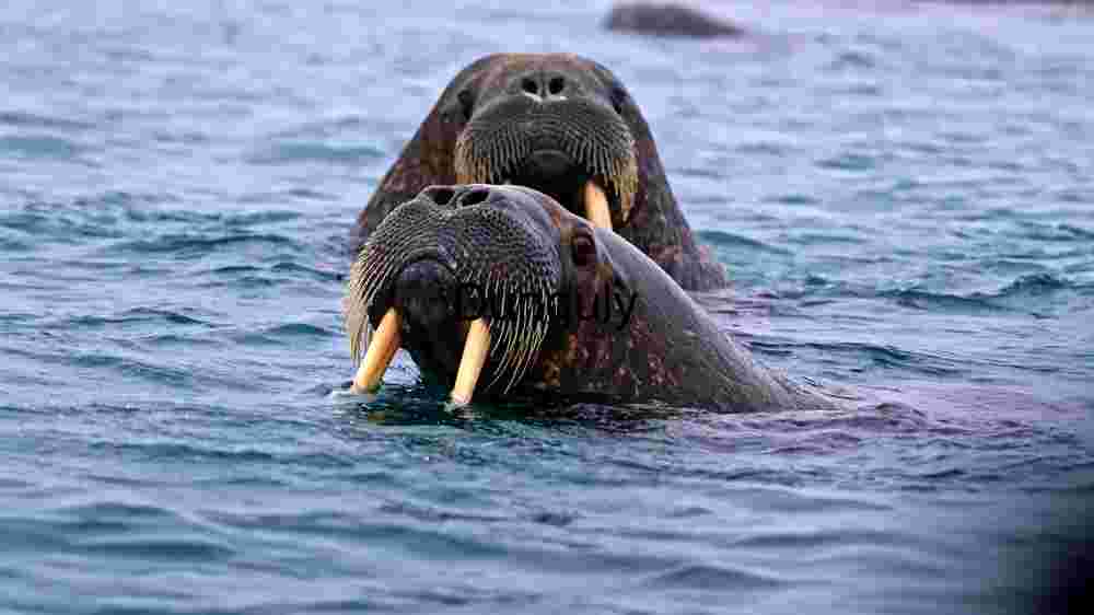 Arctic Giants: A Glimpse of Walruses in the Wild