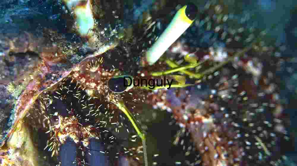 Underwater Marvel: The Enigmatic Banded Coral Shrimp