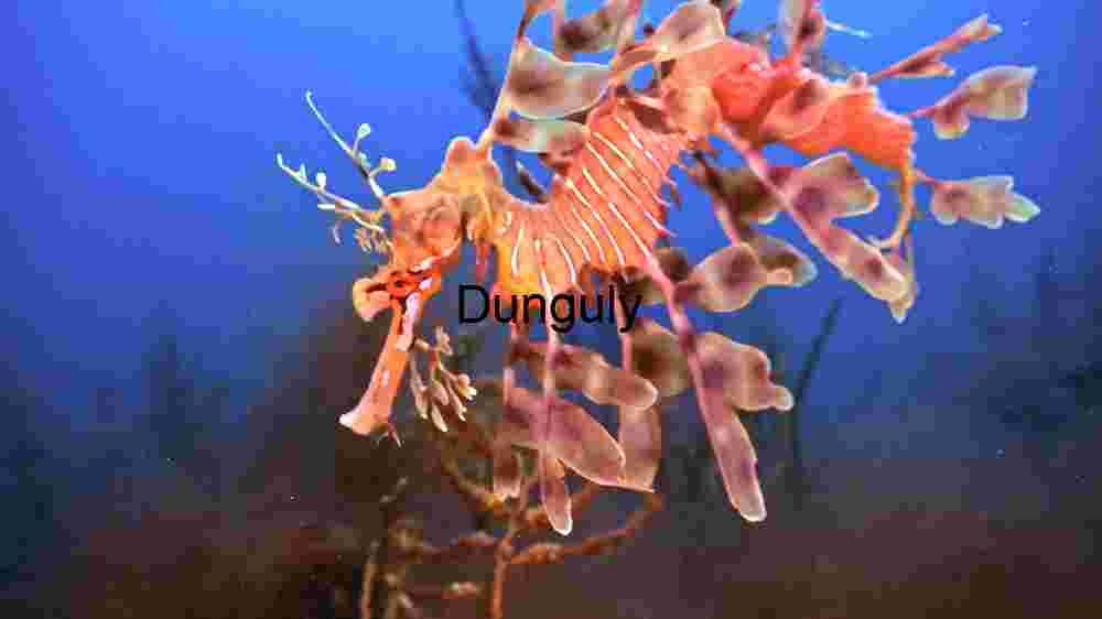 Ethereal Underwater Ballet: The Leafy Sea Dragon