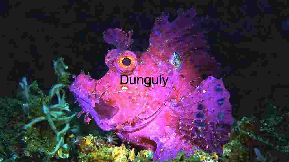Vibrant Underwater Marvel: The Purple Rhinopias