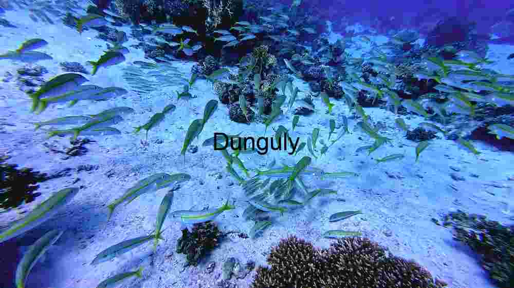 Underwater Serenity: A School of Fish Amidst Coral Reefs