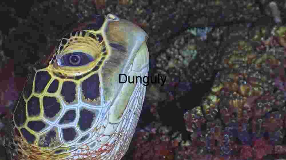 Close-Up of a Sea Turtle in Its Natural Habitat