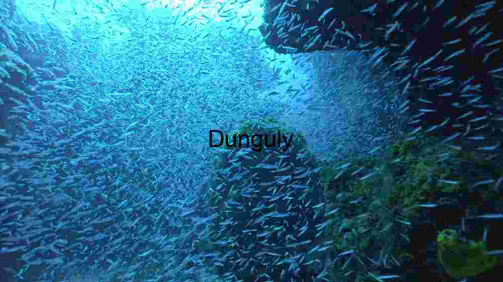 Underwater Serenity: A School of Fish in the Ocean Depths