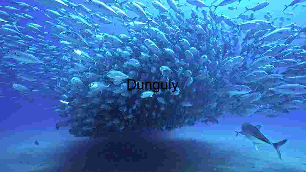 Underwater Ballet: A School of Fish in Harmony