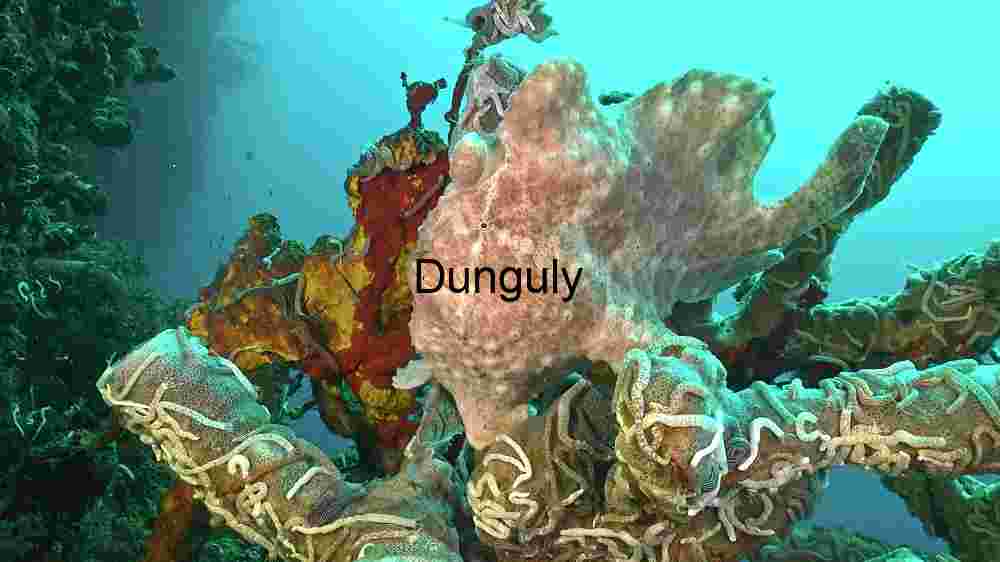 Camouflaged Wonders: The Frogfish in its Natural Habitat