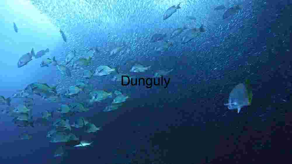 Underwater Serenity: A School of Fish in the Deep Blue
