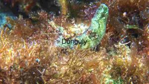 Camouflaged Cuttlefish in Natural Habitat