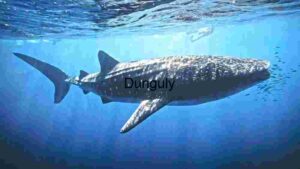 Majestic Whale Shark in Ocean Depths