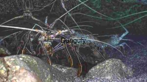 Underwater Ecosystem: The Intricate World of Spiny Lobsters