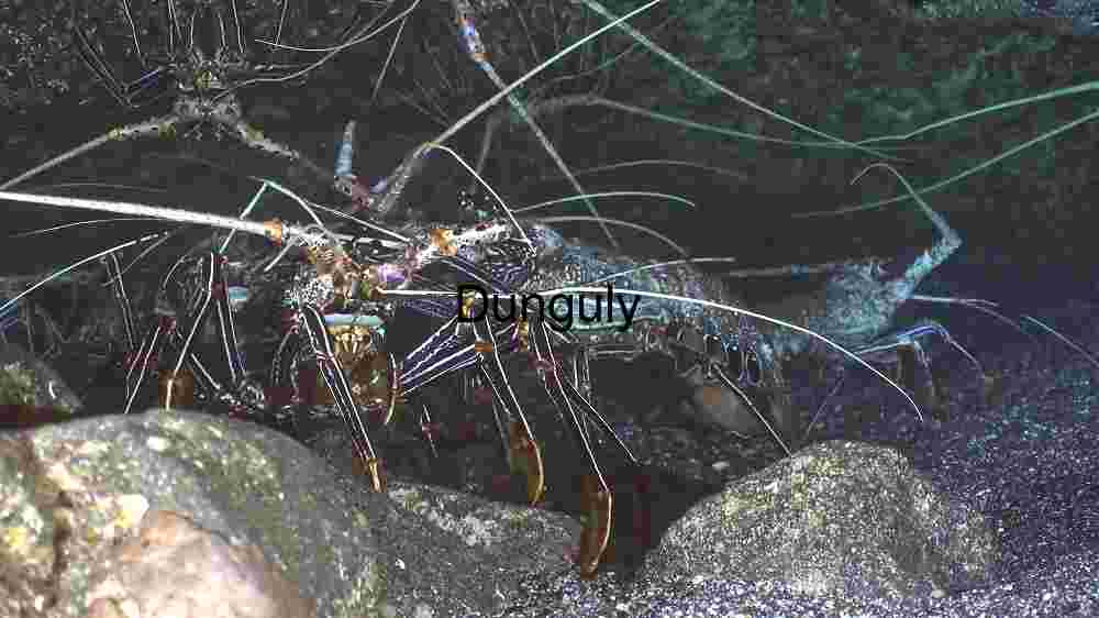 Underwater Ecosystem: The Intricate World of Spiny Lobsters
