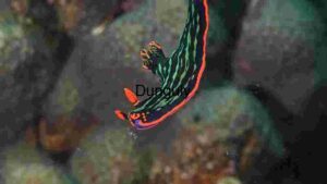 Vibrant Nudibranch in its Natural Habitat
