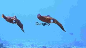 Graceful Gliders of the Deep Blue: A Pair of Squid in Their Natural Habitat