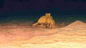 Mysterious Golden Octopus Nocturnal Encounter Underwater