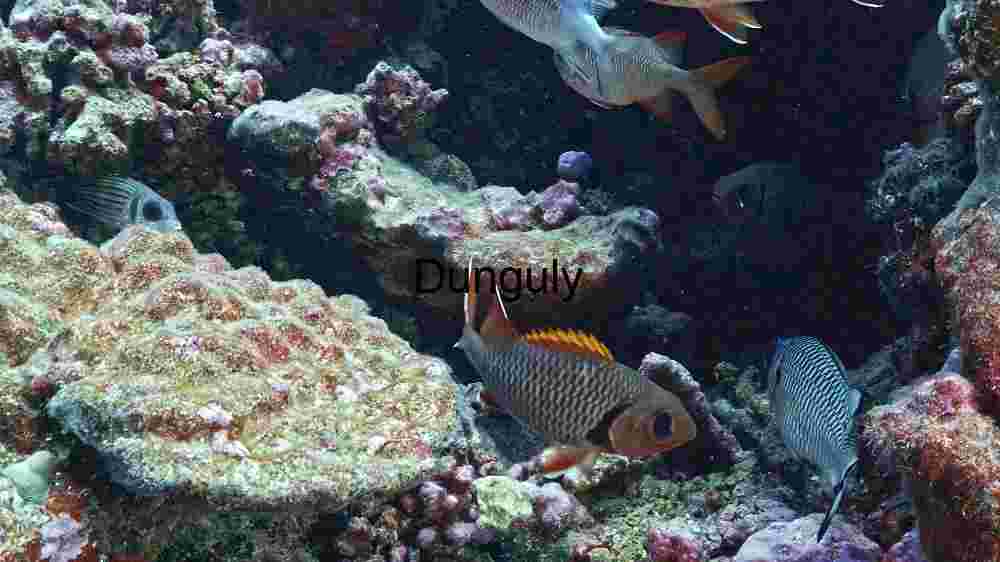 Underwater Ecosystem: A Glimpse into Marine Biodiversity