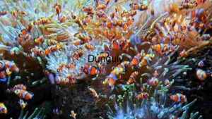 Vibrant Underwater Ecosystem