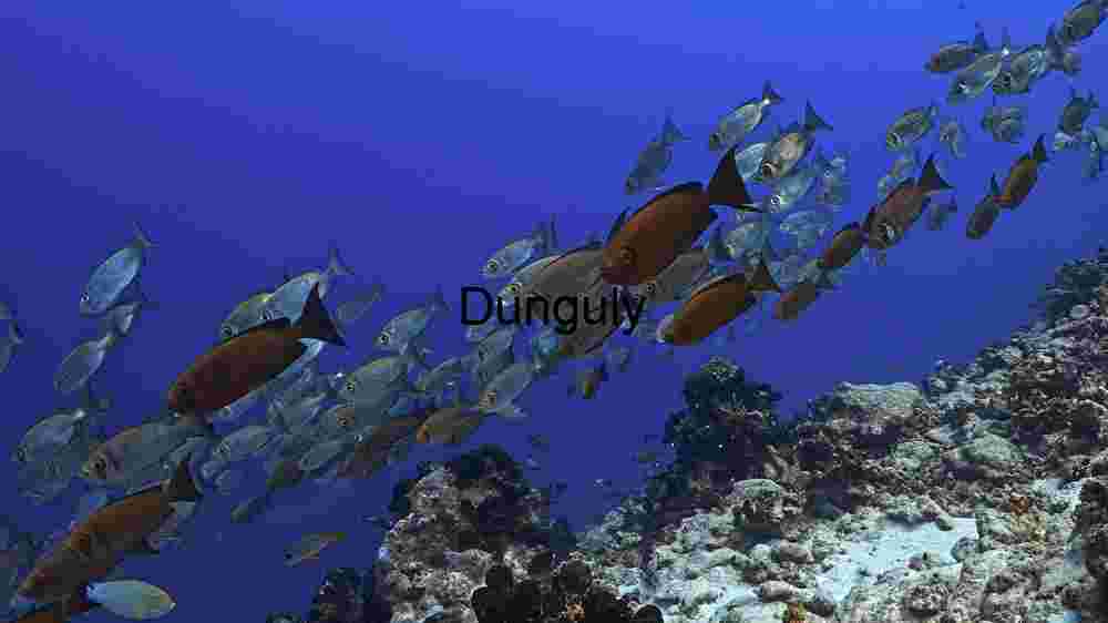 Underwater Serenity: A School of Fish Amidst Coral Reefs