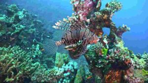 Majestic Lionfish in its Natural Coral Habitat Lion