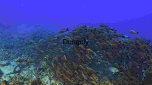 Underwater Serenity: A School of Fish in the Deep Blue