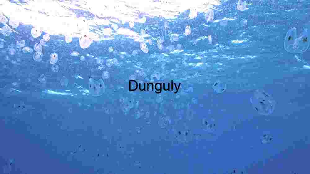 Underwater Jellyfish Ballet