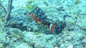 Vibrant Parrotfish in Coral Reef Ecosystem
