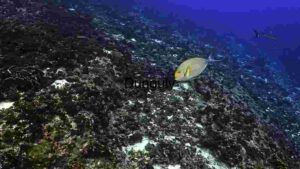 Underwater Serenity: A Lone Fish Amongst Coral Reefs