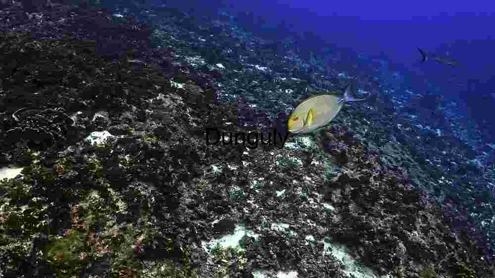 Underwater Serenity: A Lone Fish Amongst Coral Reefs
