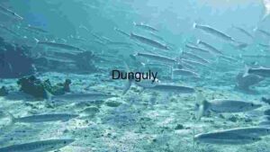 Underwater Serenity: A Lone Fish Amongst Coral Reefs