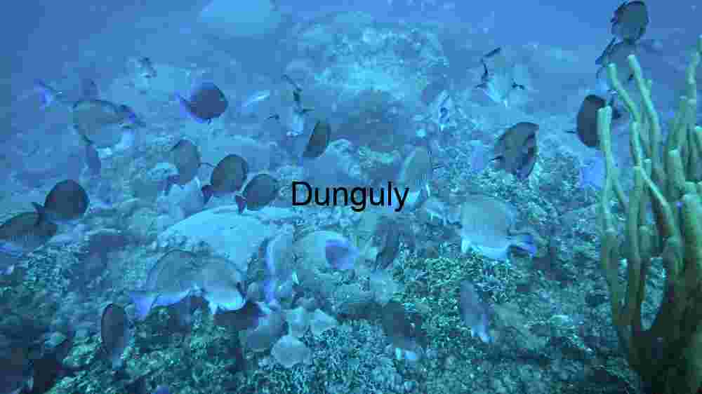 Underwater Serenity: A School of Fish Amidst Coral Reefs