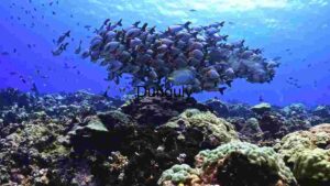 Underwater Serenity: A School of Fish Amidst Coral Reefs
