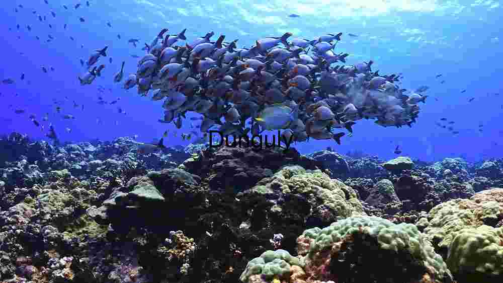 Underwater Serenity: A School of Fish Amidst Coral Reefs