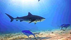 Majestic Underwater Predators: A Glimpse into the Shark's Realm