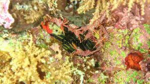 Vibrant Marine Life: A Glimpse into the Underwater Ecosystem