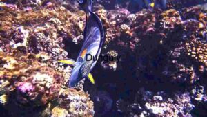 Vibrant Marine Life: A Glimpse into the Underwater Ecosystem