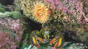 Vibrant Underwater Ecosystem: A Close-up View