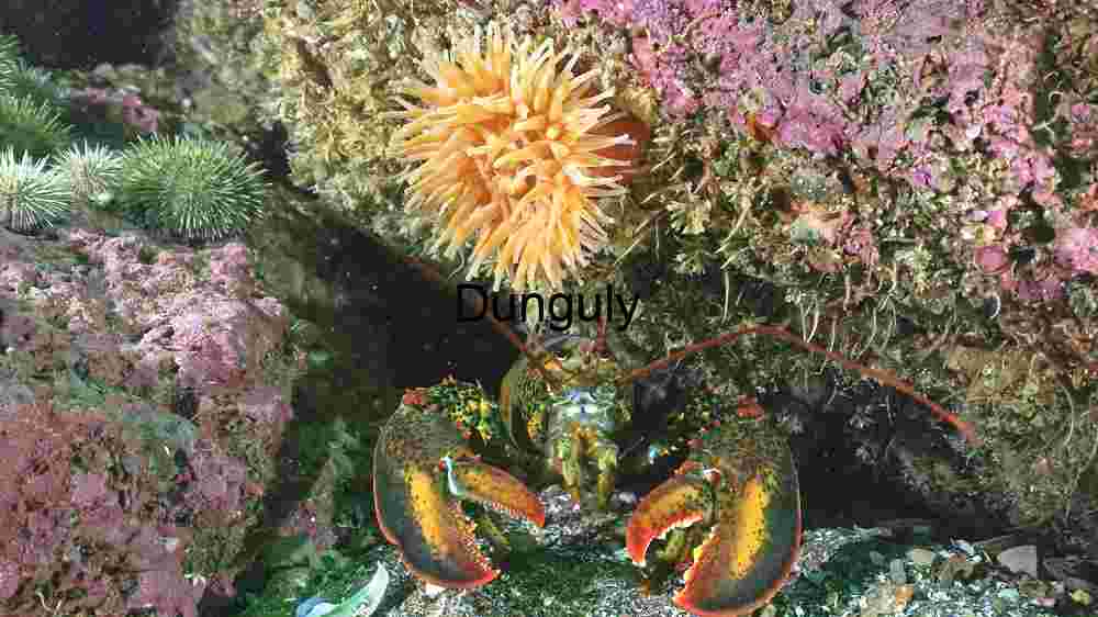 Vibrant Underwater Ecosystem: A Close-up View