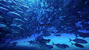 Underwater Fish Swarm