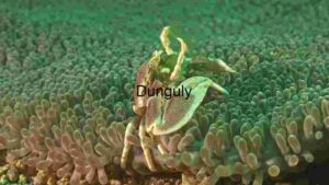 Marine Symbiosis: The Porcelain Crab and Sea Anemone